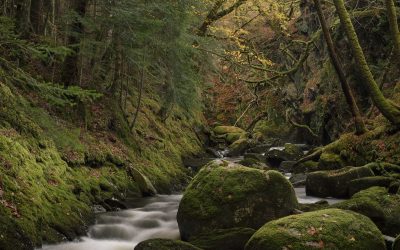 Sutherland’s Grove, Argyll, Scotland